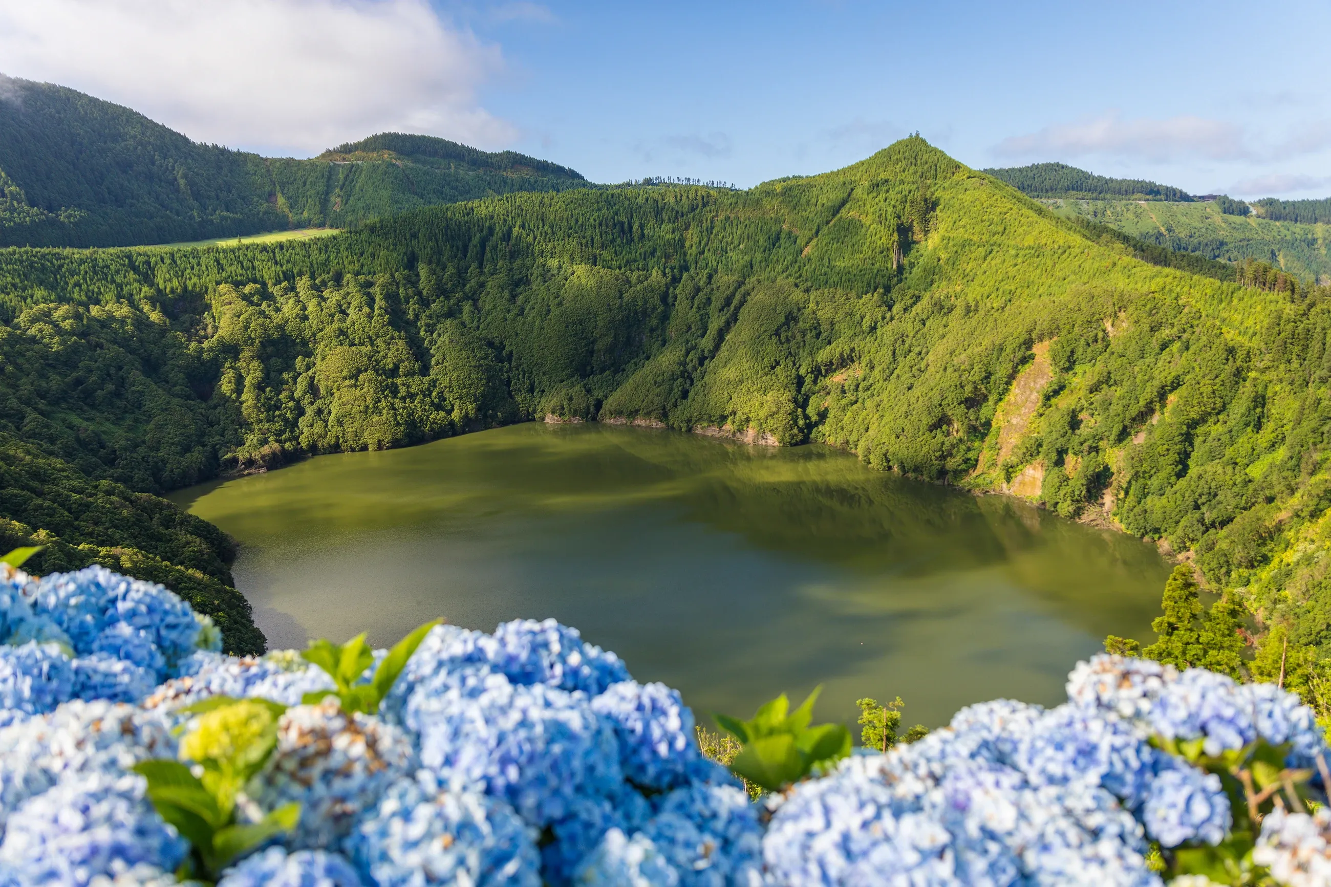 Hydrangeascapes