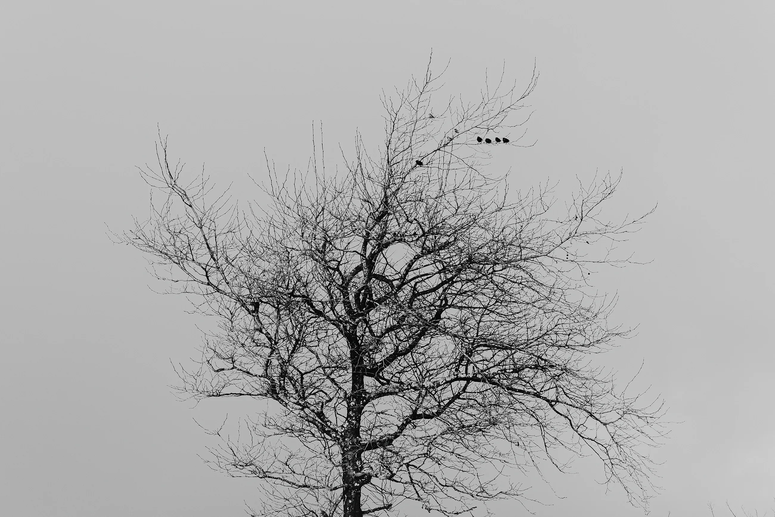 My favorite tree