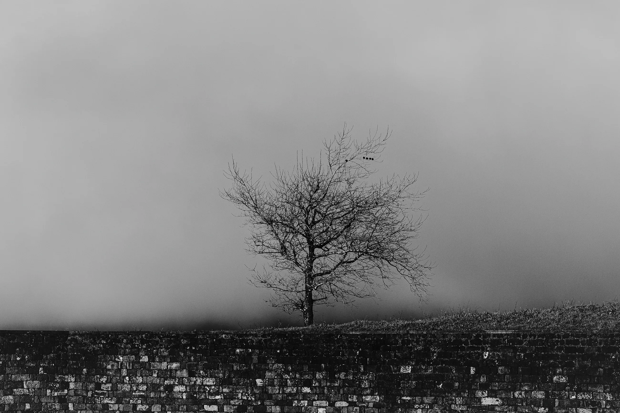 My favorite tree