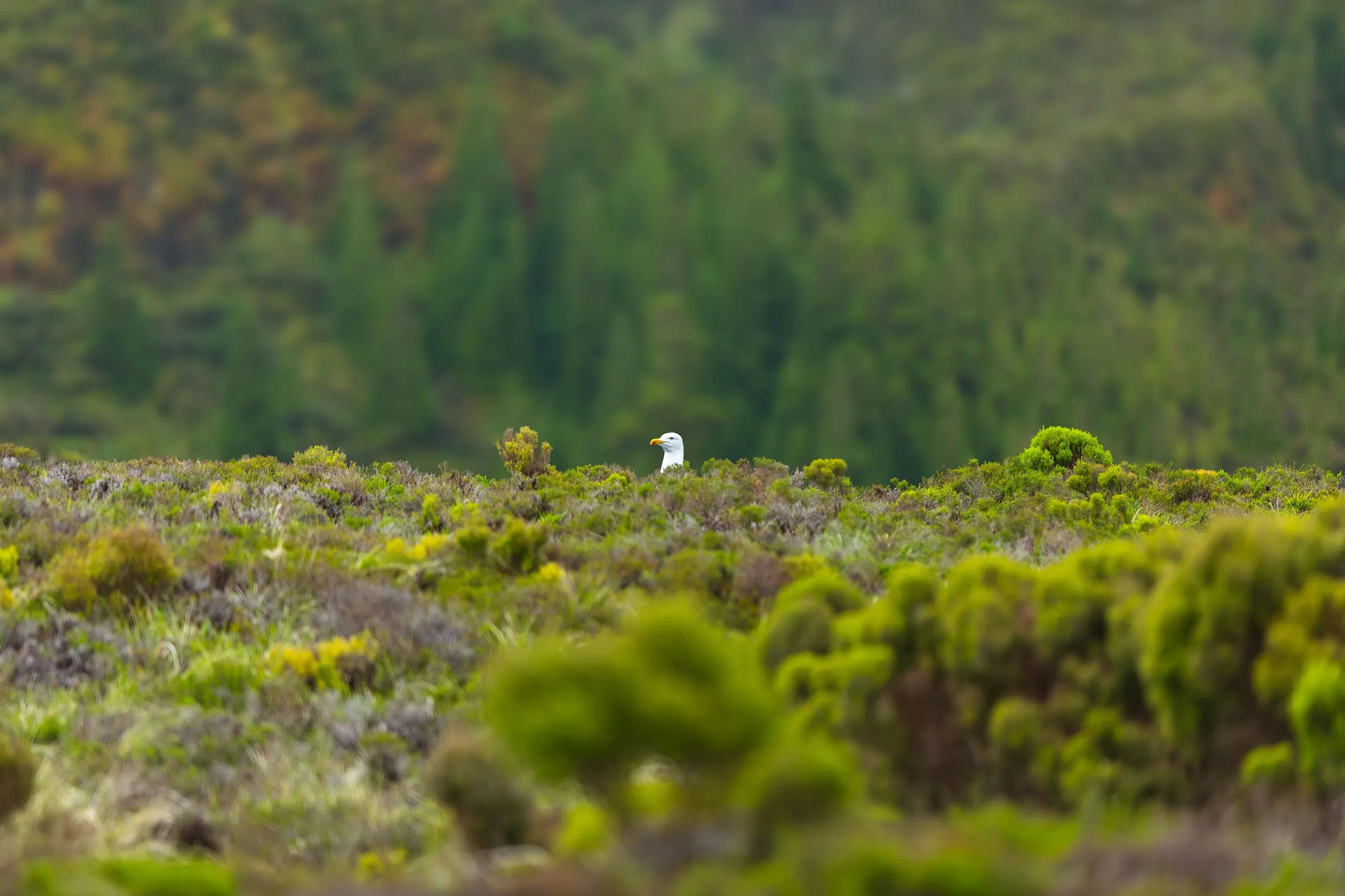 Details from Lagoa do Fogo