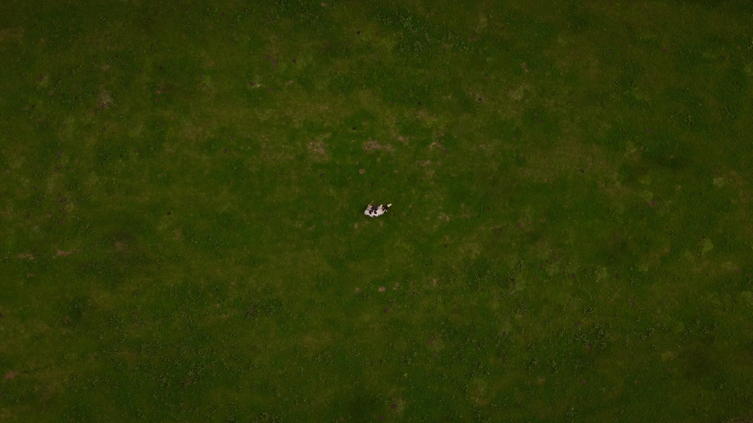Lonely Cow