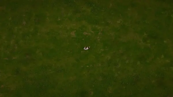 Lonely Cow