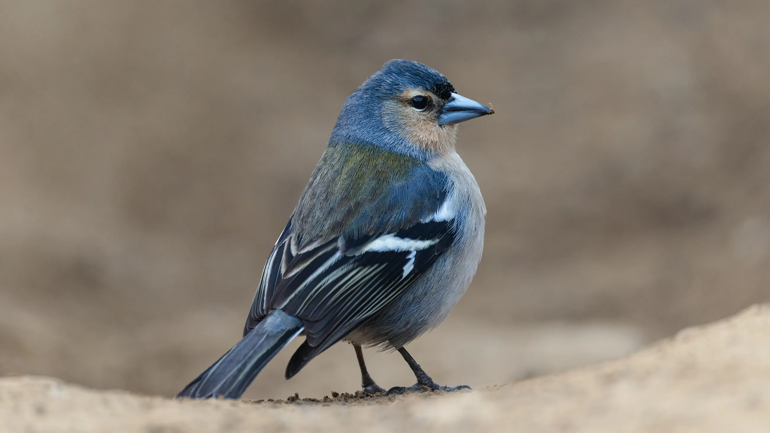 Common Chaffinch