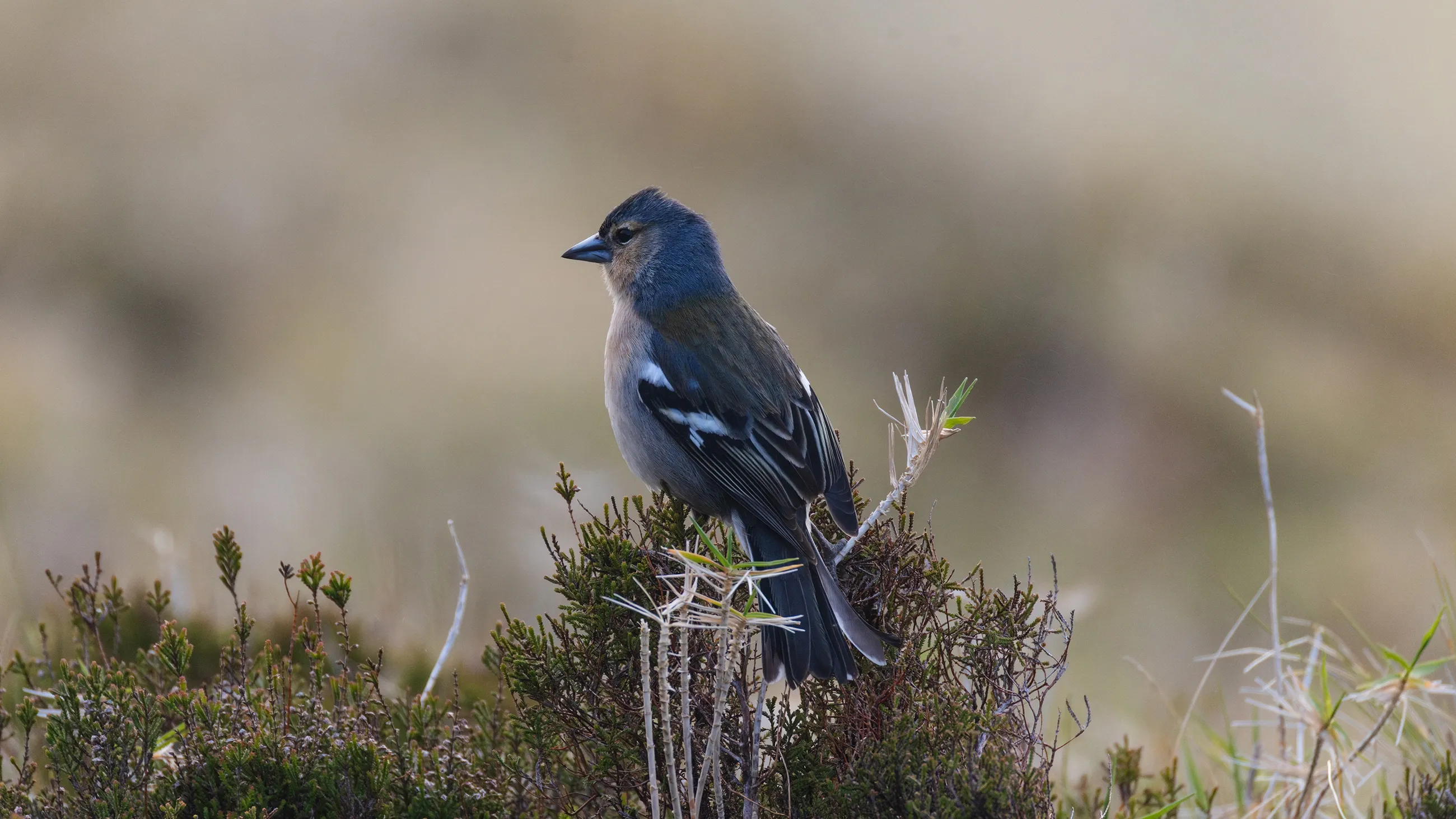 Common Chaffinch