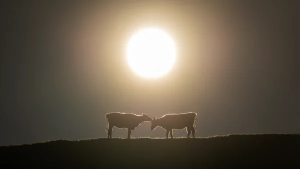 Islanders, muuuu edition.