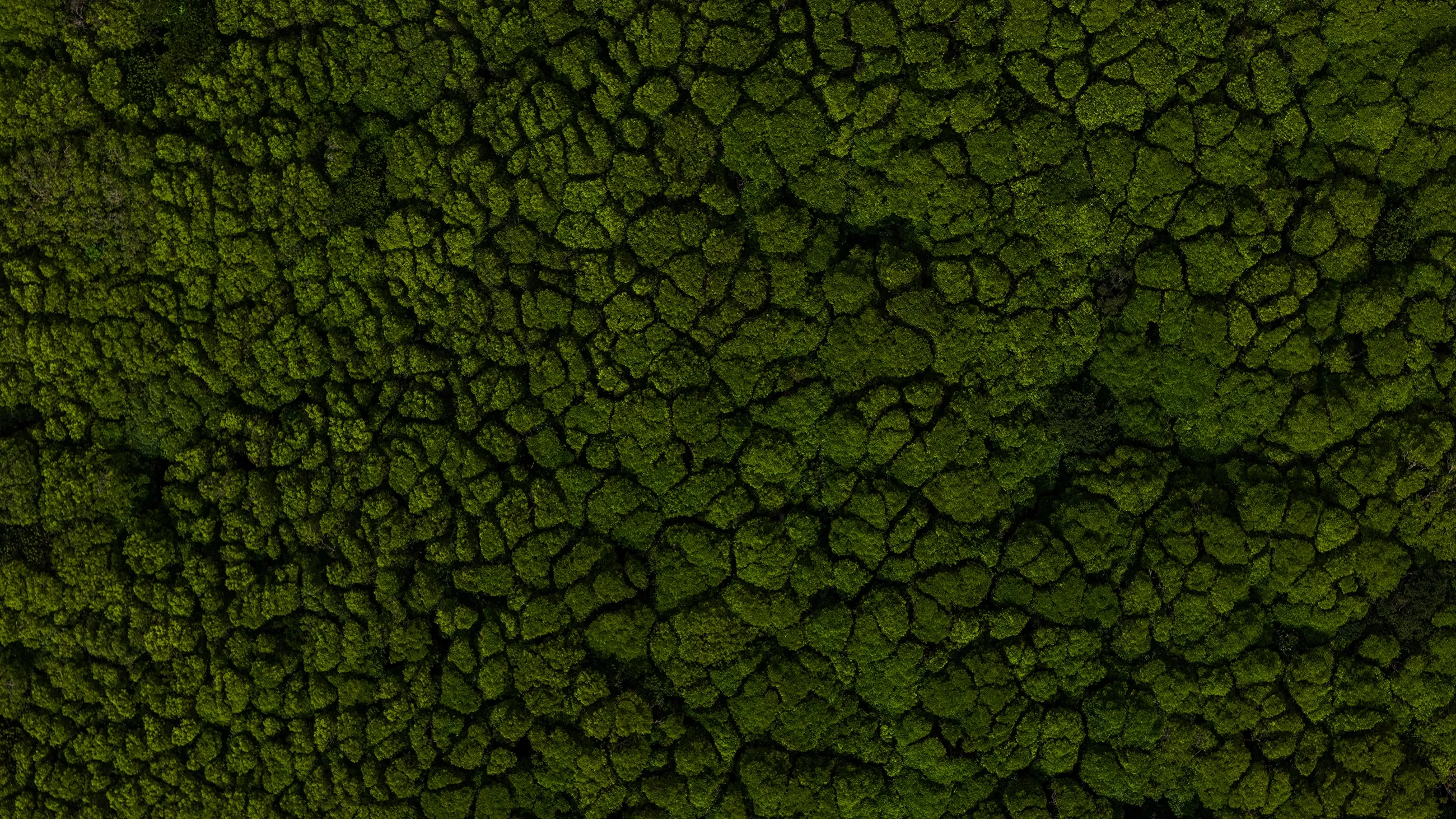 Aerial Textures from Flores