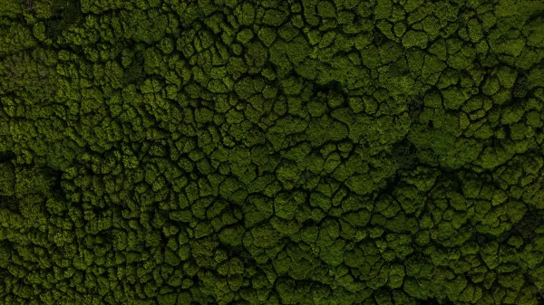 Aerial Textures from Flores