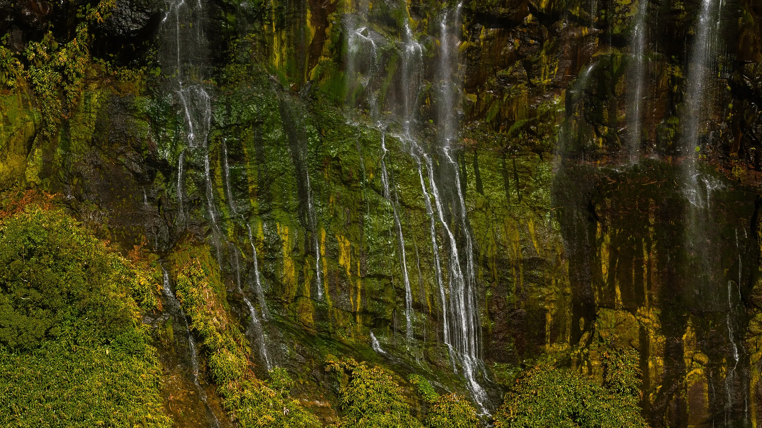 Flores’ rain-soaked greens