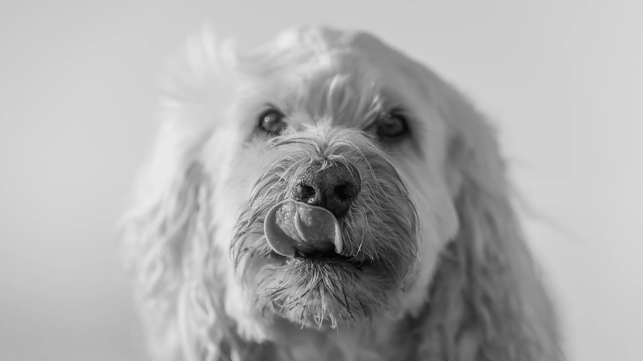 Wilhelm