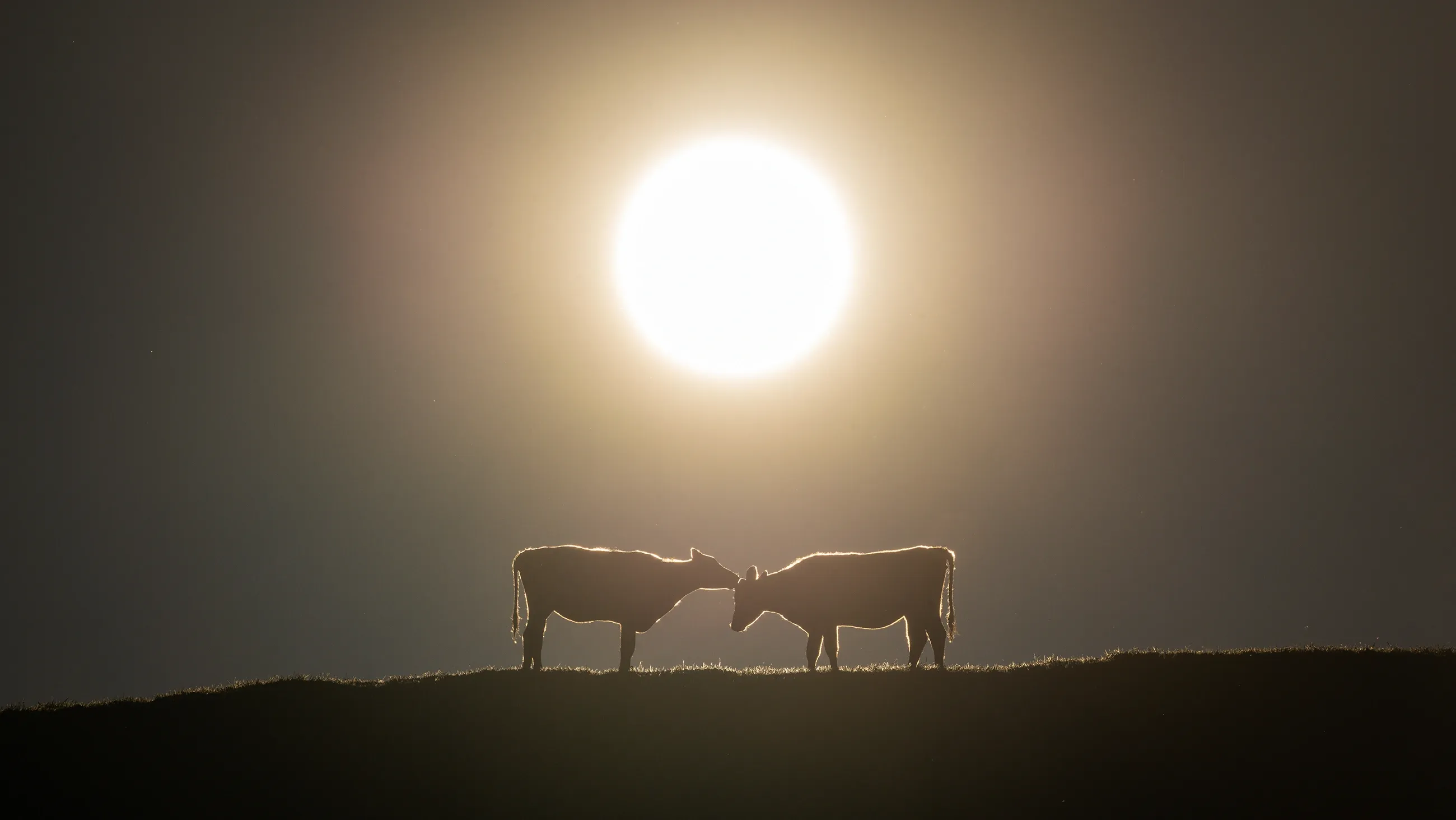 Islanders, muuuu edition